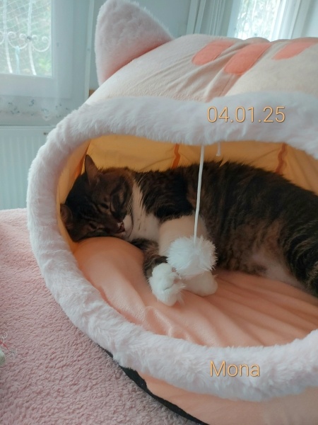 Tekir Kedi, Kedi  Mona fotoğrafı