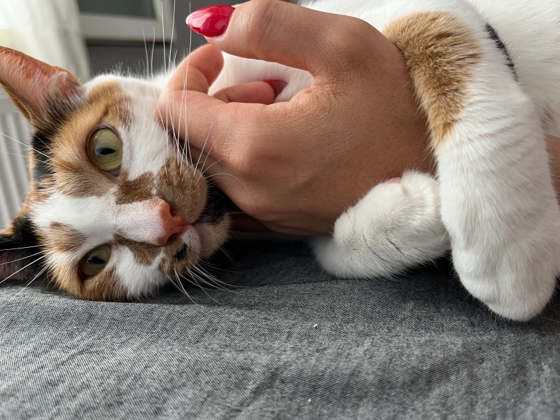 Tekir Kedi, Kedi  Morris fotoğrafı
