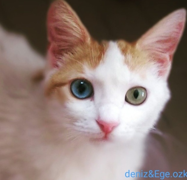 Ankara Kedisi, Kedi  Denizzzz fotoğrafı