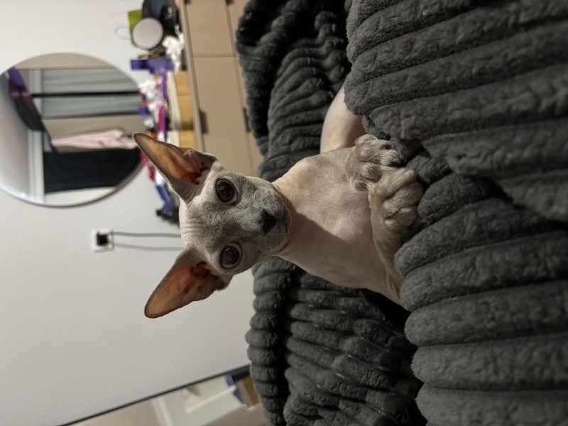 Sphynx, Kedi  Prenses fotoğrafı