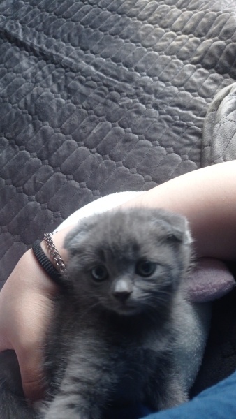 Scottish Fold, Kedi  Duman fotoğrafı