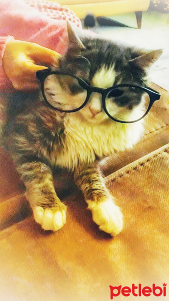 Maine Coon, Kedi  şans fotoğrafı