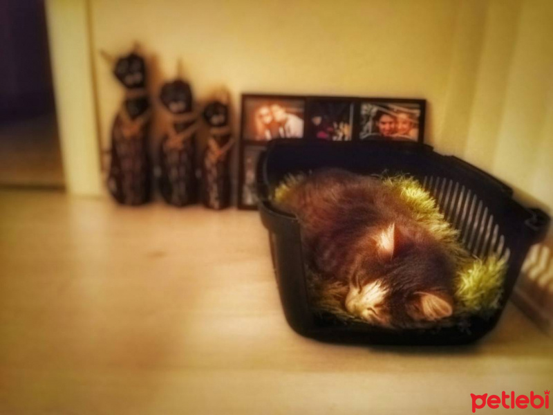 Maine Coon, Kedi  şans fotoğrafı