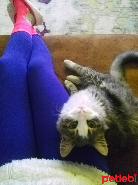 Maine Coon, Kedi  şans fotoğrafı