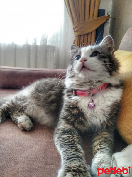 Maine Coon, Kedi  şans fotoğrafı