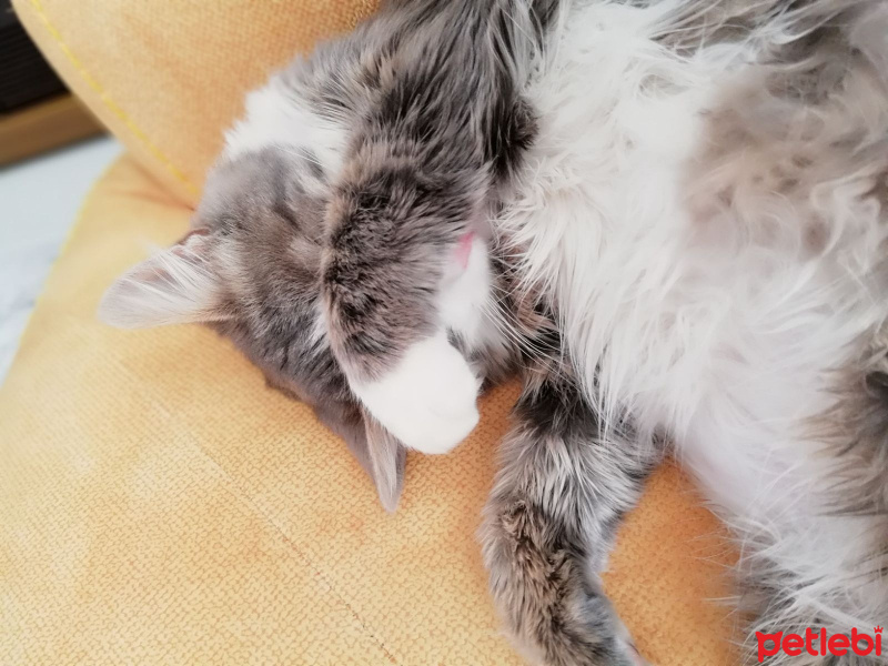 Maine Coon, Kedi  şans fotoğrafı