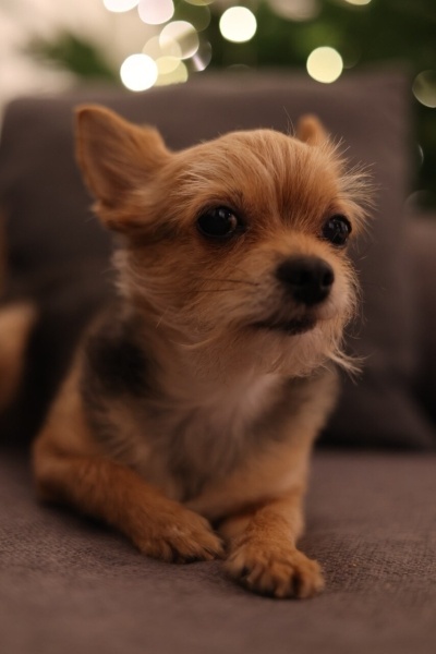 Yorkshire Terrier, Köpek  Jee-Jee fotoğrafı