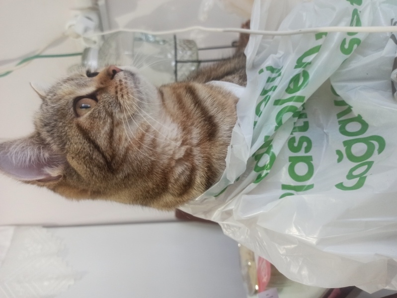 British Shorthair, Kedi  Maya fotoğrafı