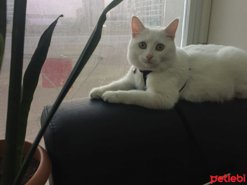 Ankara Kedisi, Kedi  Maya fotoğrafı