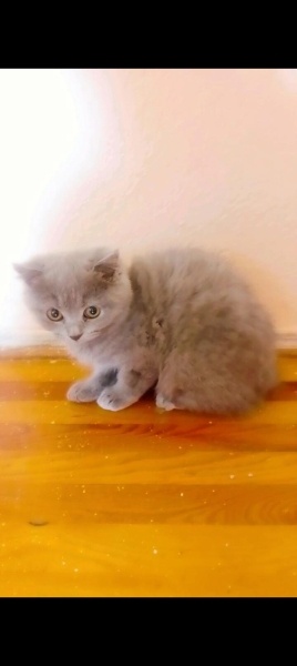 Scottish Fold, Kedi  Mini fotoğrafı