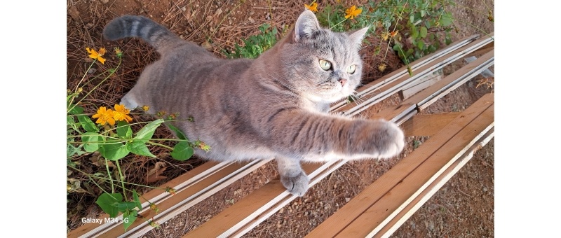 British Shorthair, Kedi  Pia fotoğrafı