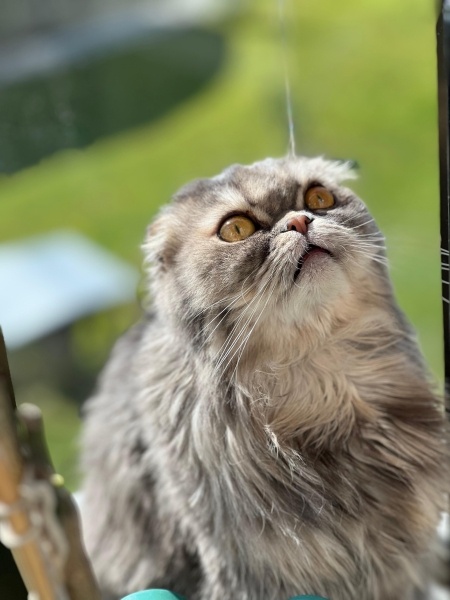 Scottish Fold, Kedi  Şıpıdık fotoğrafı
