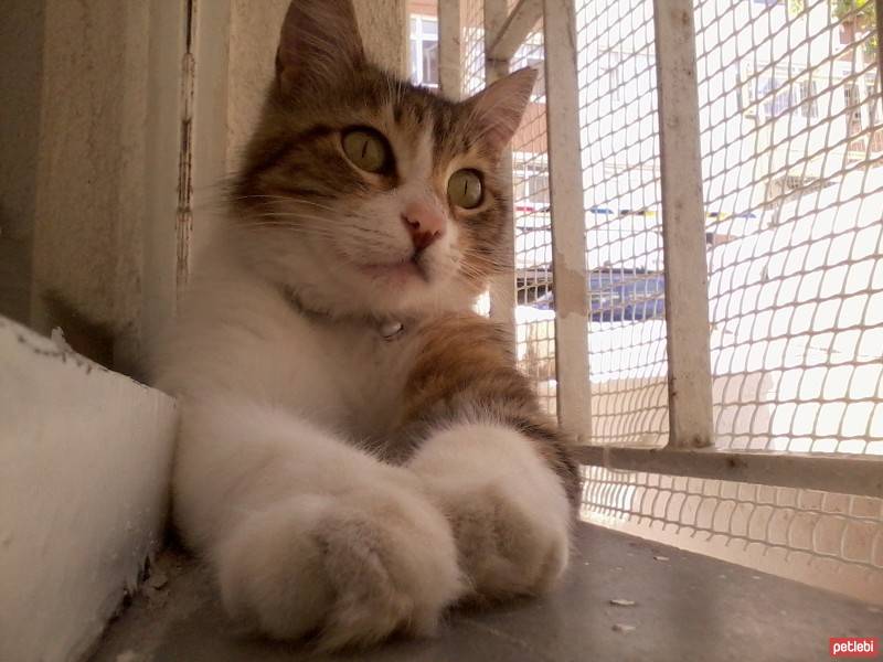 European Shorthair, Kedi  cujo fotoğrafı