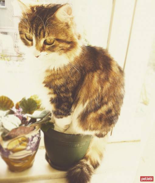 European Shorthair, Kedi  cujo fotoğrafı