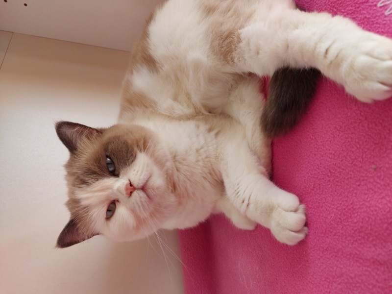 British Shorthair, Kedi  ŞİLA fotoğrafı