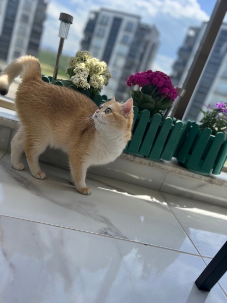 British Shorthair, Kedi  Karamel fotoğrafı