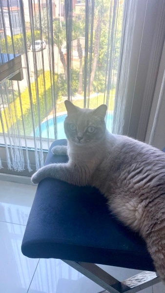 British Shorthair, Kedi  Mia fotoğrafı