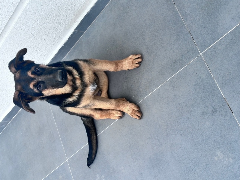 Alman Çoban Köpeği, Köpek  Cesur fotoğrafı