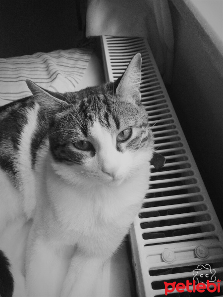 Tekir Kedi, Kedi  Pati fotoğrafı