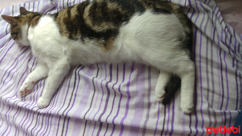 Tekir Kedi, Kedi  Pati fotoğrafı