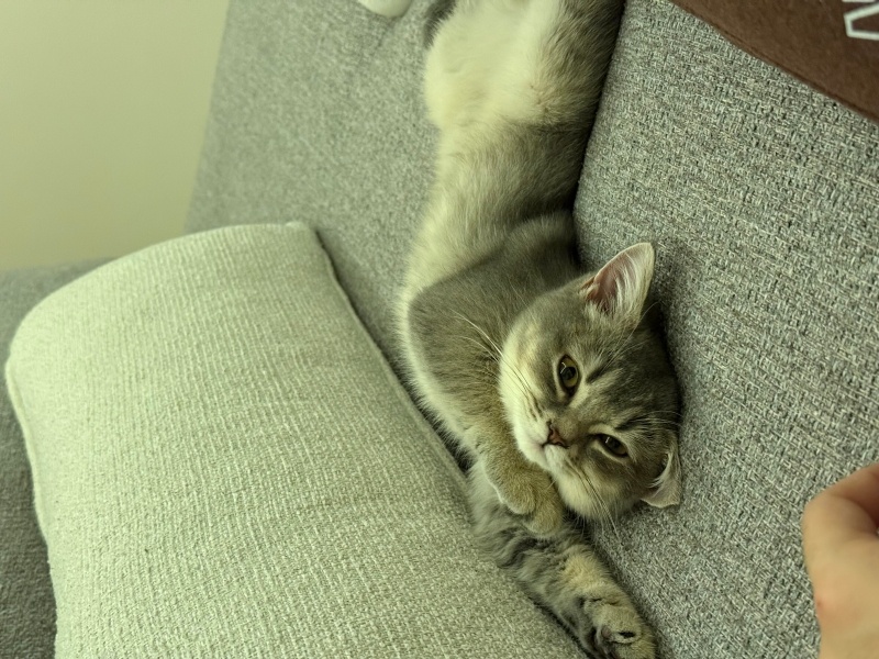 British Shorthair, Kedi  Bambi fotoğrafı