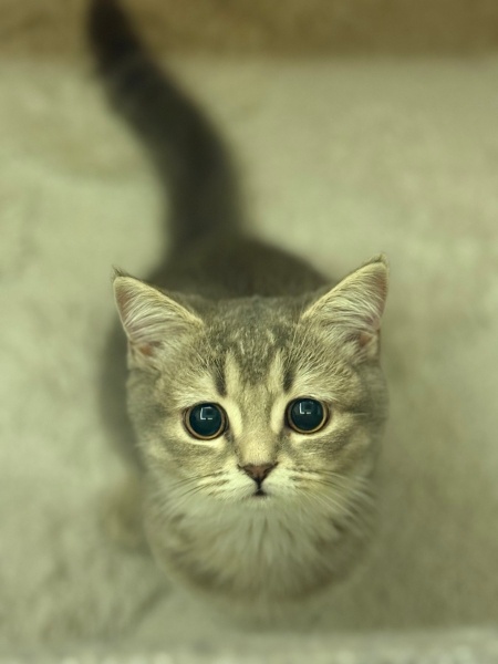 British Shorthair, Kedi  Bambi fotoğrafı