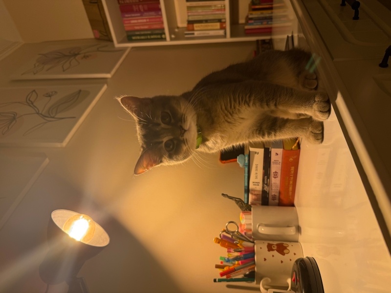 British Shorthair, Kedi  Bambi fotoğrafı