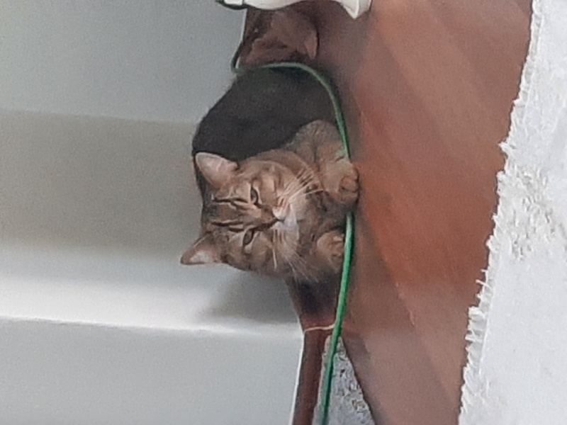 British Shorthair, Kedi  Pati fotoğrafı