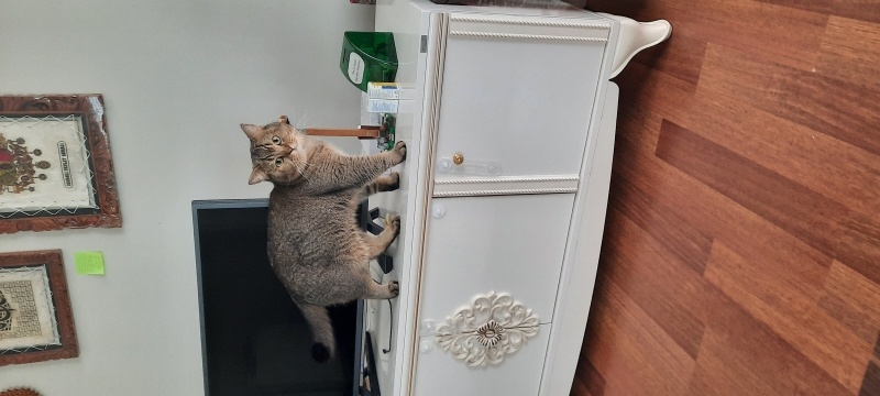British Shorthair, Kedi  Pati fotoğrafı