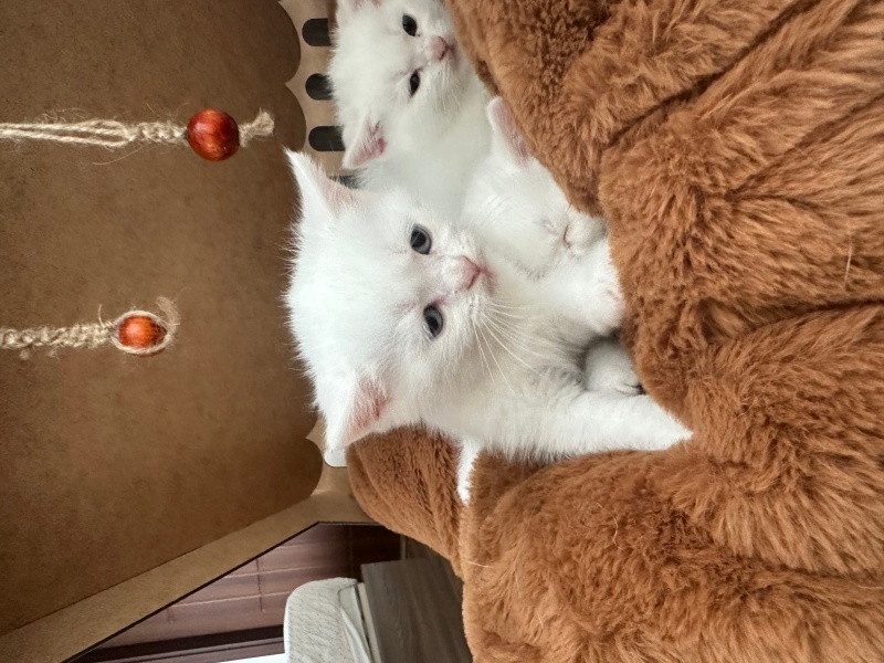 British Shorthair, Kedi  Pamuk fotoğrafı
