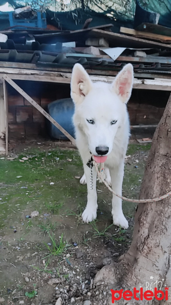 Sibirya Kurdu (Husky), Köpek  pasha fotoğrafı