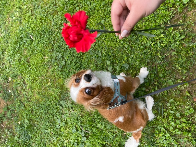 Cavalier King Charles Spanieli, Köpek  Mac fotoğrafı