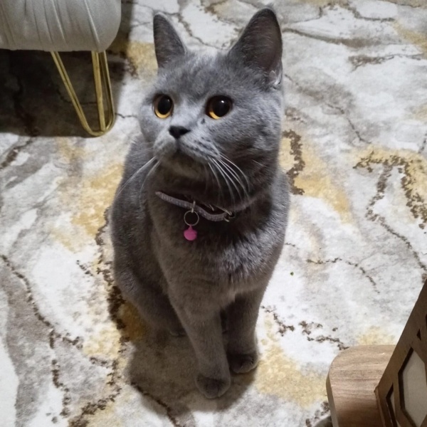 British Shorthair, Kedi  Luna fotoğrafı