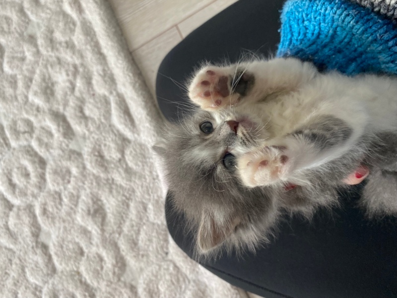 Tekir Kedi, Kedi  Cho fotoğrafı