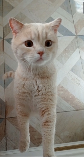British Shorthair, Kedi  Maui fotoğrafı