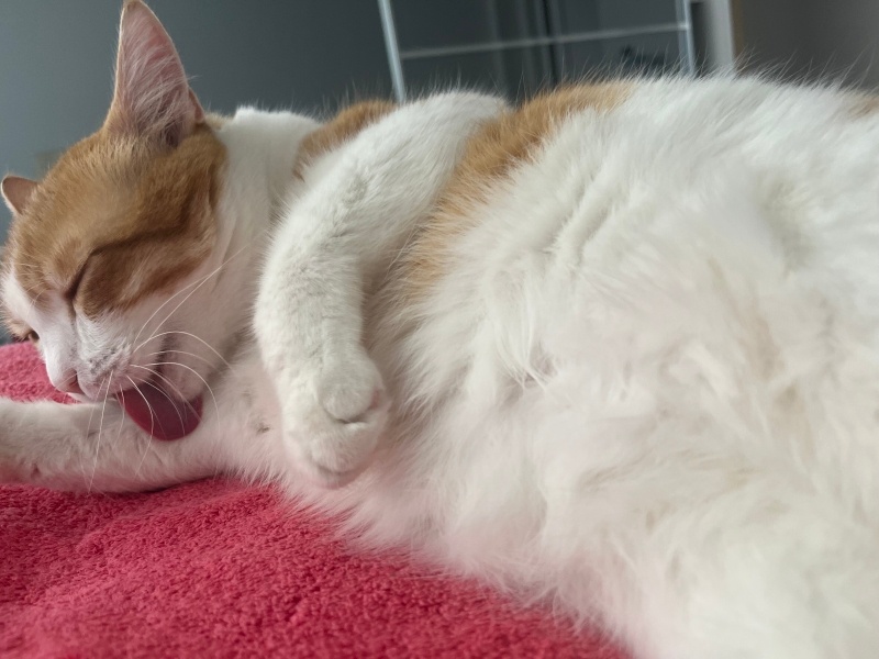 Tekir Kedi, Kedi  Karamel fotoğrafı