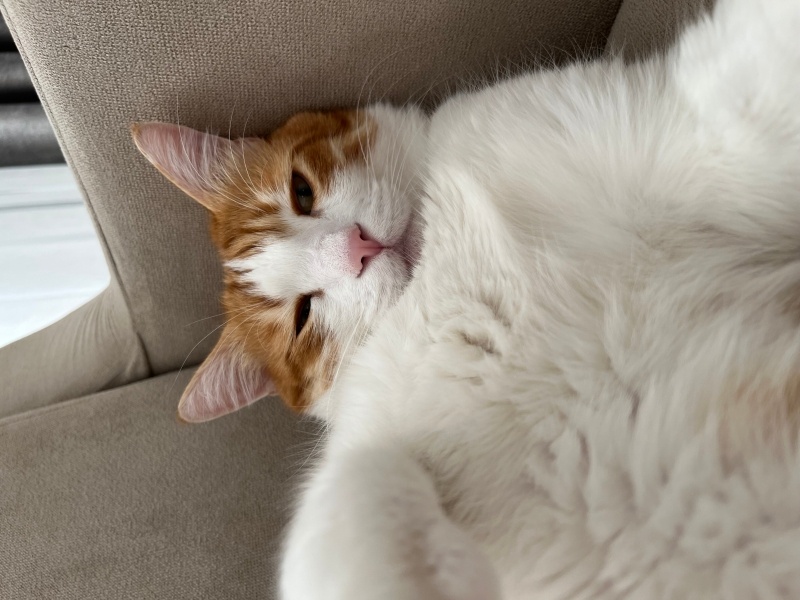 Tekir Kedi, Kedi  Karamel fotoğrafı
