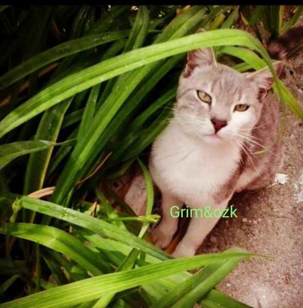 Tekir Kedi, Kedi  Gri fotoğrafı