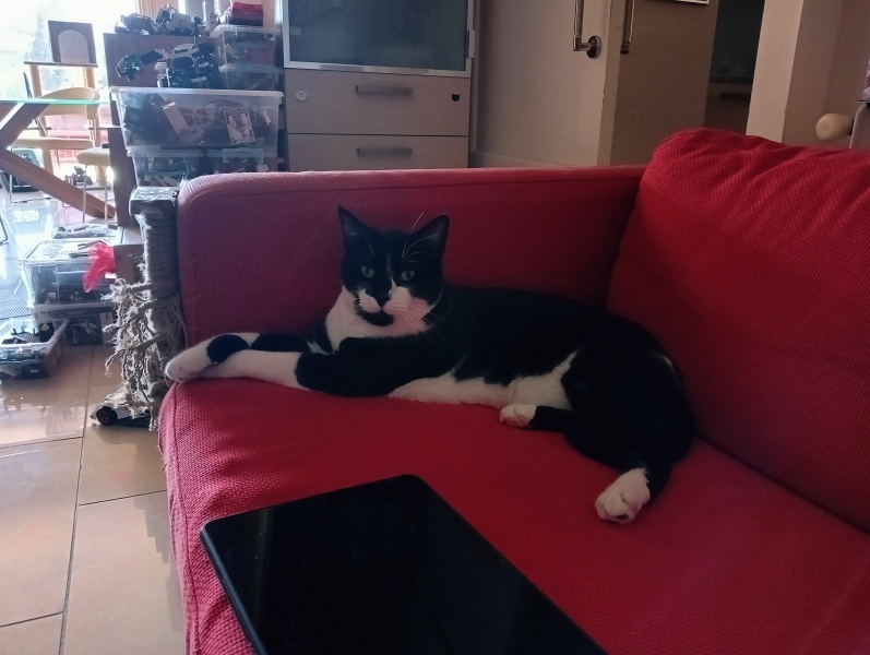 Tuxedo (Smokin) Kedi, Kedi  Namu fotoğrafı
