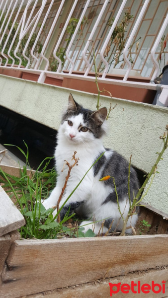 Tekir Kedi, Kedi  Minik fotoğrafı