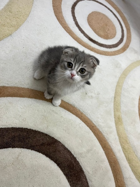 Scottish Fold, Kedi  önemli olan cins değil ama öğrenmek istiyorum fotoğrafı