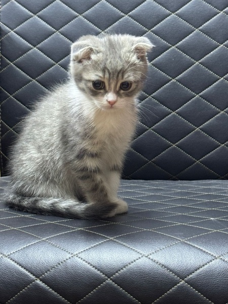 Scottish Fold, Kedi  önemli olan cins değil ama öğrenmek istiyorum fotoğrafı
