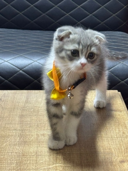 Scottish Fold, Kedi  önemli olan cins değil ama öğrenmek istiyorum fotoğrafı