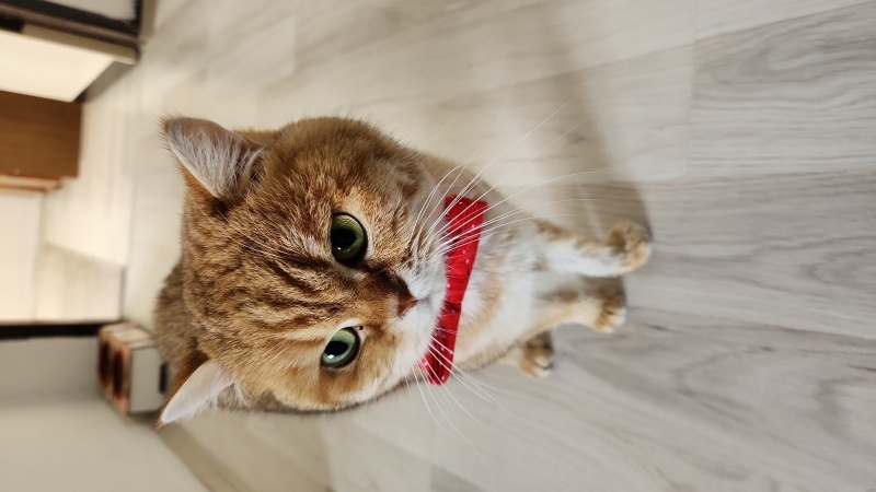 British Longhair, Kedi  Çiko fotoğrafı