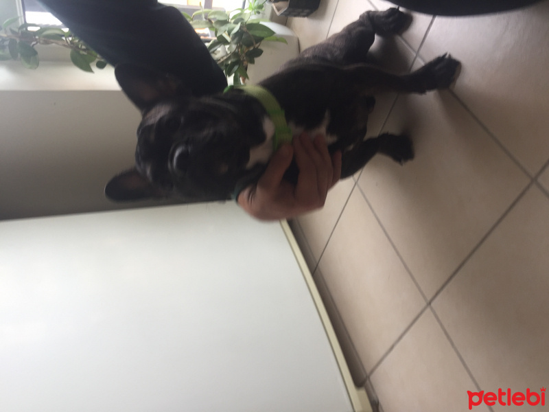 Fransız Bulldog, Köpek  Zeus fotoğrafı