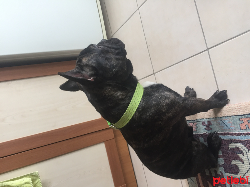 Fransız Bulldog, Köpek  Zeus fotoğrafı
