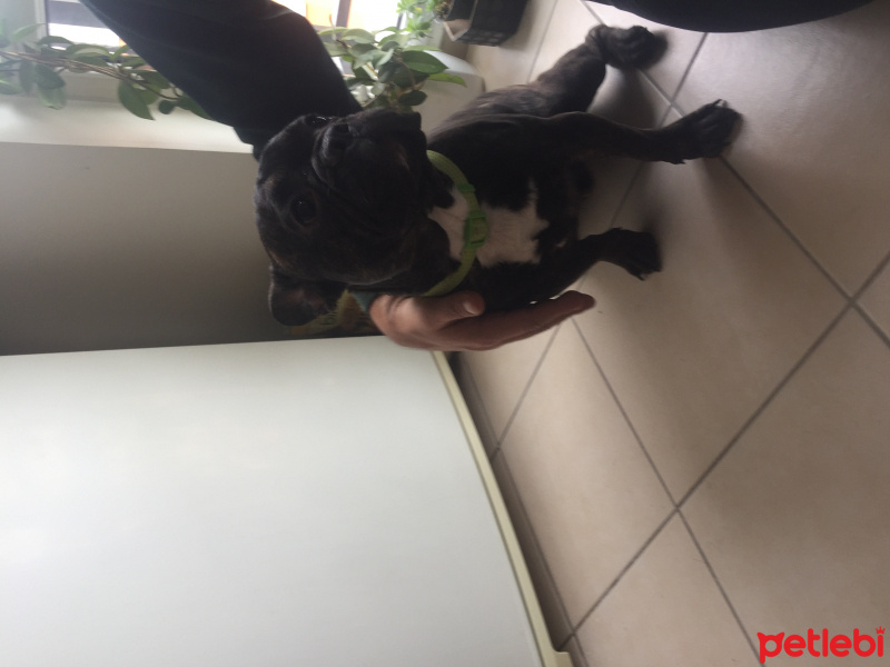 Fransız Bulldog, Köpek  Zeus fotoğrafı