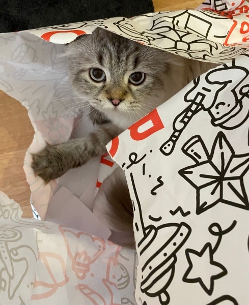 Scottish Fold, Kedi  Mars fotoğrafı