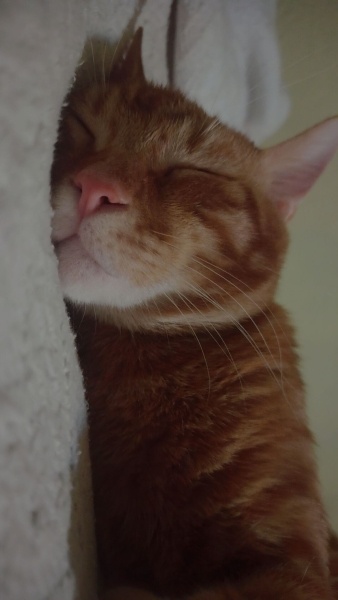 Sarman, Kedi  Tarçın fotoğrafı