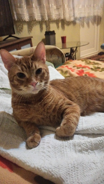 Sarman, Kedi  Tarçın fotoğrafı